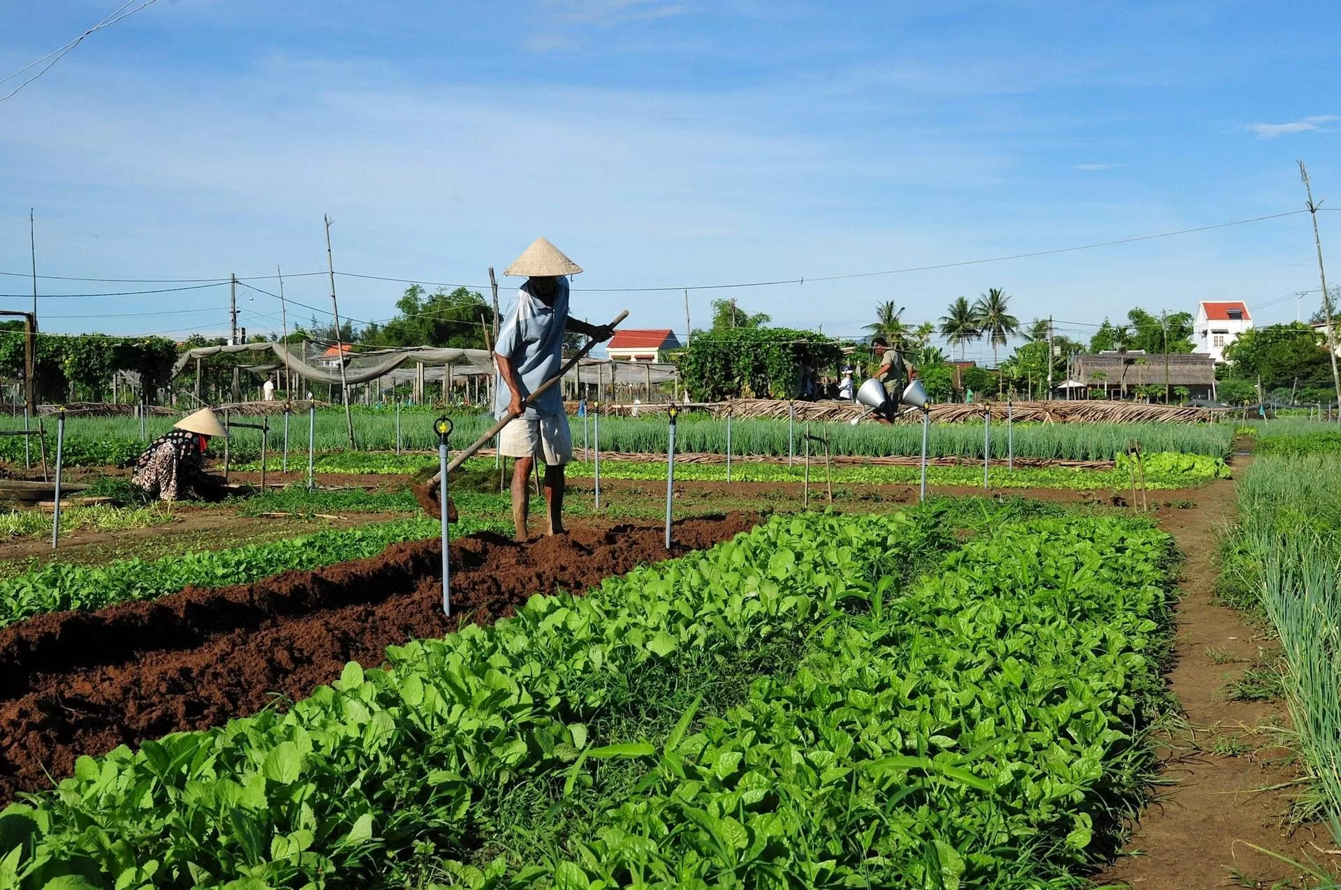 Tra Que Vegetable Village & Thanh Ha Pottery Village Full-Day Tour